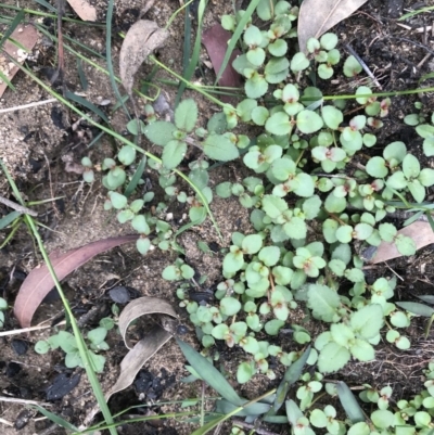 Unidentified Plant at Balmoral - 7 Apr 2020 by Cazwell1987