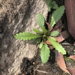 Unidentified Plant at Upper Nepean State Conservation Area - 9 Jul 2020 by Caz_well1987