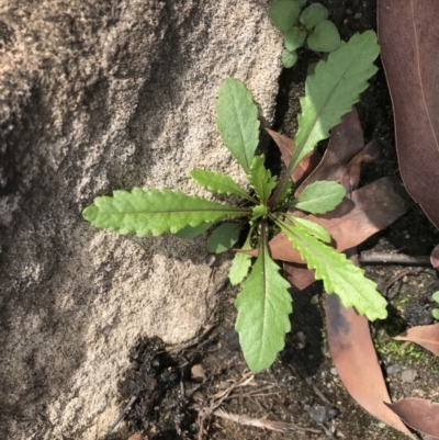 Unverified Plant at Upper Nepean State Conservation Area - 9 Jul 2020 by Cazwell1987