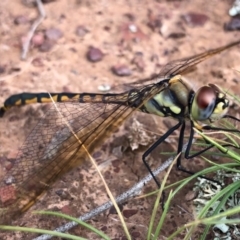 Hemicordulia tau (Tau Emerald) at Forde, ACT - 4 May 2020 by JasonC