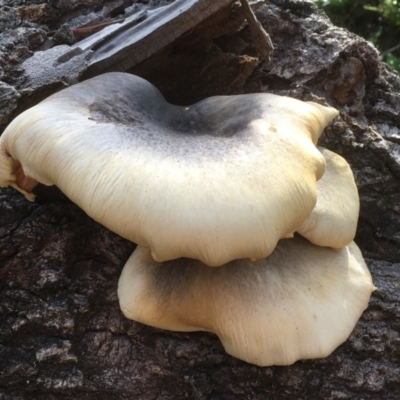 Omphalotus nidiformis (Ghost Fungus) at Merimbula, NSW - 3 May 2020 by SueMuffler