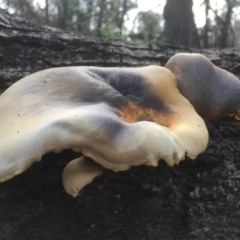 Omphalotus nidiformis at Merimbula, NSW - 3 May 2020 11:33 AM