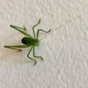 Caedicia simplex at Aranda, ACT - 4 May 2020