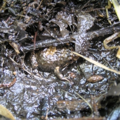 Crinia sp. (genus) (A froglet) at Deakin, ACT - 4 May 2020 by TexanReptilian