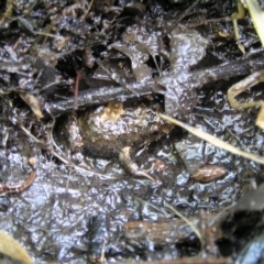 Crinia sp. (genus) (A froglet) at Deakin, ACT - 3 May 2020 by TexanReptilian