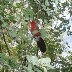Alisterus scapularis (Australian King-Parrot) at Red Hill to Yarralumla Creek - 4 May 2020 by TexanReptilian