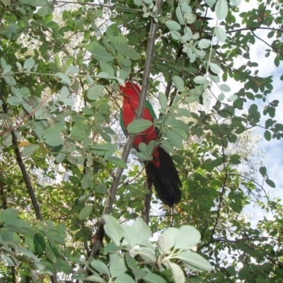 Alisterus scapularis (Australian King-Parrot) at Hughes, ACT - 4 May 2020 by TexanReptilian