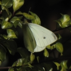 Pieris rapae (Cabbage White) at Aranda, ACT - 3 May 2020 by KMcCue