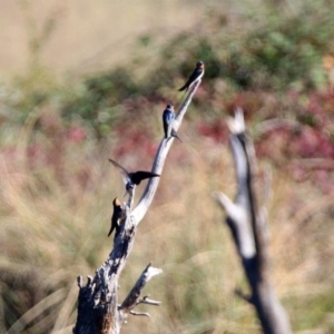 Hirundo neoxena at Greenway, ACT - 3 May 2020 11:19 AM