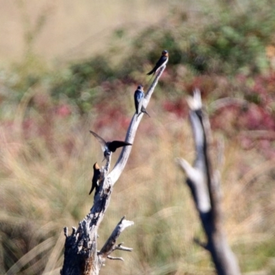 Hirundo neoxena (Welcome Swallow) at Greenway, ACT - 3 May 2020 by RodDeb