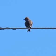 Artamus cyanopterus (Dusky Woodswallow) at Greenway, ACT - 3 May 2020 by RodDeb