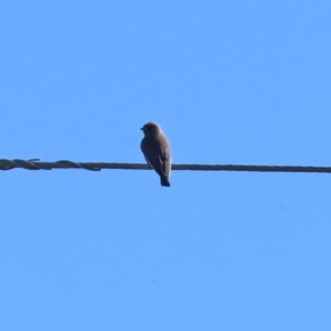 Artamus cyanopterus at Greenway, ACT - 3 May 2020