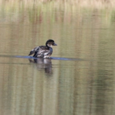 Biziura lobata (Musk Duck) at Greenway, ACT - 3 May 2020 by RodDeb