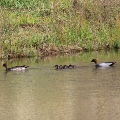 Chenonetta jubata (Australian Wood Duck) at Isabella Pond - 3 May 2020 by RodDeb