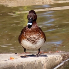 Aythya australis (Hardhead) at Tuggeranong Creek to Monash Grassland - 3 May 2020 by RodDeb