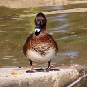 Aythya australis at Monash, ACT - 3 May 2020