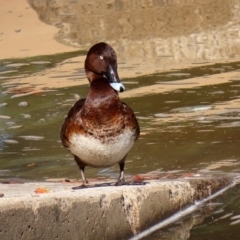 Aythya australis at Monash, ACT - 3 May 2020