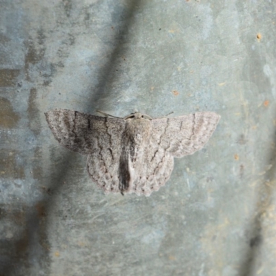 Crypsiphona ocultaria (Red-lined Looper Moth) at Surf Beach, NSW - 3 May 2020 by LyndalT