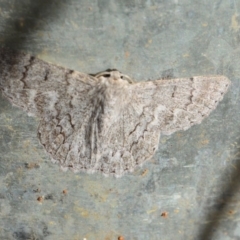 Crypsiphona ocultaria at Surf Beach, NSW - 3 May 2020