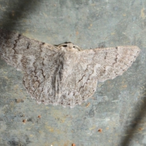 Crypsiphona ocultaria at Surf Beach, NSW - 3 May 2020 11:50 AM