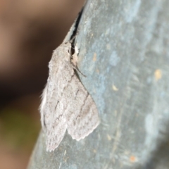 Crypsiphona ocultaria at Surf Beach, NSW - 3 May 2020 11:50 AM