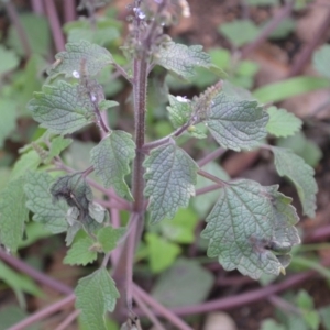 Plectranthus parviflorus at Surf Beach, NSW - 3 May 2020