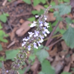 Coleus australis at Surf Beach, NSW - 3 May 2020