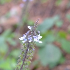 Plectranthus parviflorus at Surf Beach, NSW - 3 May 2020