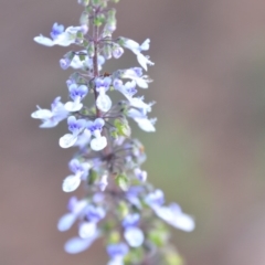 Plectranthus parviflorus at Surf Beach, NSW - 3 May 2020