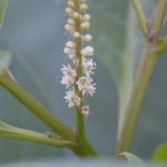 Phytolacca octandra (Inkweed) at Surf Beach, NSW - 3 May 2020 by LyndalT