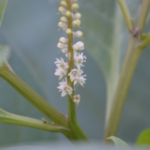 Phytolacca octandra at Surf Beach, NSW - 3 May 2020