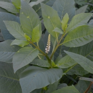 Phytolacca octandra at Surf Beach, NSW - 3 May 2020