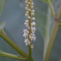 Phytolacca octandra at Surf Beach, NSW - 3 May 2020