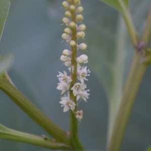 Phytolacca octandra at Surf Beach, NSW - 3 May 2020