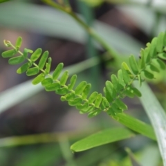 Acacia sp. at Surf Beach, NSW - 3 May 2020