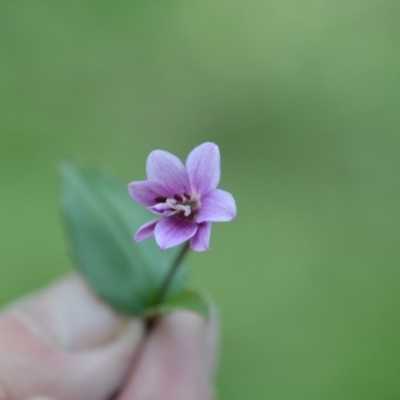 Schelhammera undulata (Lilac Lily) at Surf Beach, NSW - 4 May 2020 by LyndalT