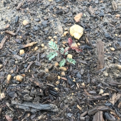 Acacia sp. (A Wattle) at Balmoral - 8 Feb 2020 by Caz_well1987