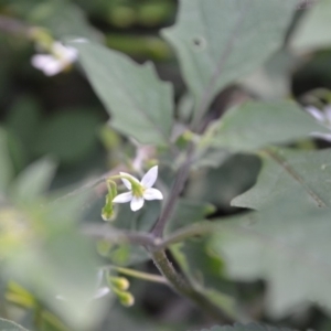 Solanum opacum at Surf Beach, NSW - 3 May 2020