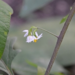 Solanum opacum at Surf Beach, NSW - 3 May 2020