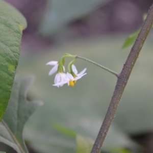 Solanum opacum at Surf Beach, NSW - 3 May 2020