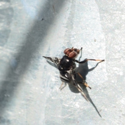 Lenophila sp. (Platystomatid fly) at Surf Beach, NSW - 3 May 2020 by LyndalT