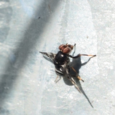 Lenophila sp. (Platystomatid fly) at Surf Beach, NSW - 2 May 2020 by LyndalT