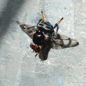 Lenophila sp. at Surf Beach, NSW - 3 May 2020