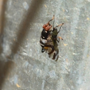 Lenophila sp. at Surf Beach, NSW - 3 May 2020