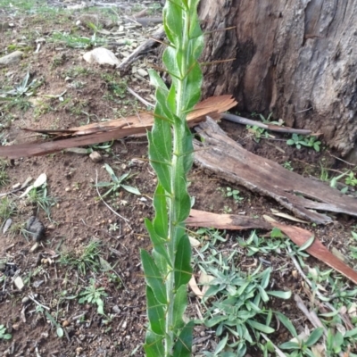 Acacia paradoxa (Kangaroo Thorn) at Campbell Park Woodland - 3 May 2020 by JanetRussell