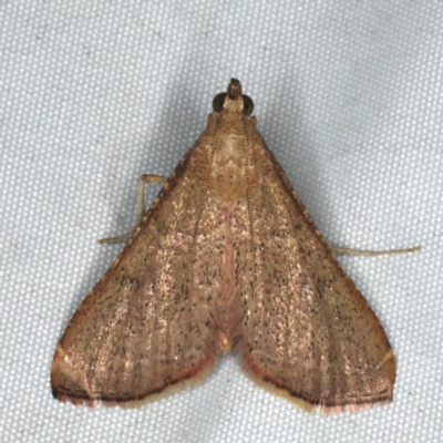 Endotricha ignealis (A Pyralid moth (Endotrichinae)) at Rosedale, NSW - 16 Nov 2019 by jbromilow50