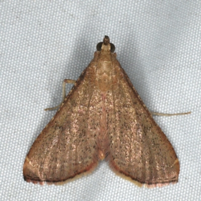 Endotricha ignealis (A Pyralid moth (Endotrichinae)) at Rosedale, NSW - 16 Nov 2019 by jb2602