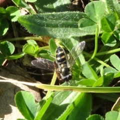 Melangyna viridiceps (Hover fly) at Majura, ACT - 3 May 2020 by JanetRussell