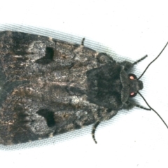 Thoracolopha verecunda (A Noctuid moth (Acronictinae)) at Rosedale, NSW - 16 Nov 2019 by jb2602