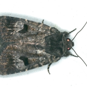 Thoracolopha verecunda at Rosedale, NSW - 16 Nov 2019 09:18 PM